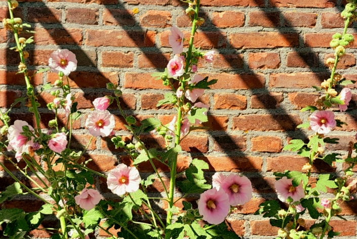 Stokrozen HvO